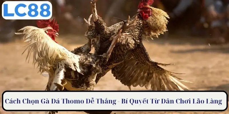 Cách chọn gà đá Thomo dễ thắng - bí quyết từ các dân chơi lão làng